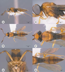 Figures 64–69. Calliscelio brevinotaulus sp. n., female, holotype (OSUC 190678). 64 Lateral habitus 65 Head and mesosoma, lateral view 66 Dorsal habitus 67 Head and mesosoma, dorsal view 68 Head, anterior view 69 Metasoma, dorsal view. Scale bars in millimeters.