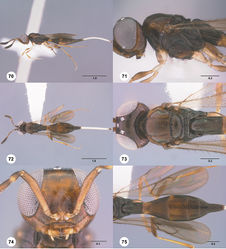 Figures 70–75. Calliscelio brevitas sp. n., female, holotype (OSUC 190705). 70 Lateral habitus 71 Head and mesosoma, lateral view 72 Dorsal habitus 73 Head and mesosoma, dorsal view 74 Head, anterior view 75 Metasoma, dorsal view. Scale bars in millimeters.