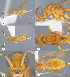 Figures 76–81. Calliscelio carinigena sp. n., female, holotype (OSUC 343907). 76 Lateral habitus 77 Head and mesosoma, lateral view 78 Dorsal habitus 79 Head and mesosoma, dorsal view 80 Head, anterior view 81 Metasoma, dorsal view. Scale bars in millimeters.