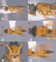 Figures 82–87. Calliscelio crater sp. n., female, holotype (OSUC 276803). 82 Lateral habitus 83 Head and mesosoma, lateral view 84 Dorsal habitus 85 Head and mesosoma, dorsal view 86 Head, anterior view 87 Metasoma, dorsal view. Scale bars in millimeters.