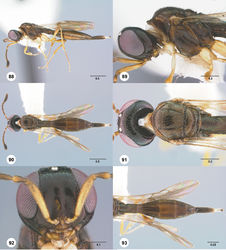 Figures 88–93. Calliscelio crena sp. n., female, holotype (OSUC 553462). 88 Lateral habitus 89 Head and mesosoma, lateral view 90 Dorsal habitus 91 Head and mesosoma, dorsal view 92 Head, anterior view 93 Metasoma, dorsal view. Scale bars in millimeters.