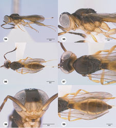 Figures 94–99. Calliscelio eboris sp. n., female, holotype (OSUC 193404). 94 Lateral habitus 95 Head and mesosoma, lateral view 96 Dorsal habitus 97 Head and mesosoma, dorsal view 98 Head, anterior view 99 Metasoma, dorsal view. Scale bars in millimeters.