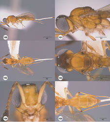 Figures 100–105. Calliscelio extenuatus sp. n., female, holotype (OSUC 48454). 100 Lateral habitus 101 Head and mesosoma, lateral view 102 Dorsal habitus 103 Head and mesosoma, dorsal view 104 Head, anterior view 105 Metasoma, dorsal view. Scale bars in millimeters.