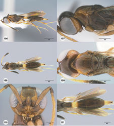 Figures 106–111. Calliscelio flavicauda sp. n., female, holotype (OSUC 553509). 106 Lateral habitus 107 Head and mesosoma, lateral view 108 Dorsal habitus 109 Head and mesosoma, dorsal view 110 Head, anterior view 111 Metasoma, dorsal view. Scale bars in millimeters.