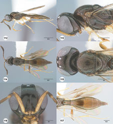 Figures 112–117. Calliscelio foveolatus sp. n., female, holotype (OSUC 532869). 112 Lateral habitus 113 Head and mesosoma, lateral view 114 Dorsal habitus 115 Head and mesosoma, dorsal view 116 Head, anterior view 117 Metasoma, dorsal view. Scale bars in millimeters.