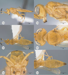 Figures 118–123. Calliscelio gatineau sp. n., female, holotype (OSUC 534340). 118 Lateral habitus 119 Head and mesosoma, lateral view 120 Dorsal habitus 121 Head and mesosoma, dorsal view 122 Head, anterior view 123 Metasoma, dorsal view. Scale bars in millimeters.