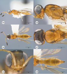 Figures 124–129. Calliscelio glaber sp. n., female, holotype (OSUC 458136). 124 Lateral habitus 125 Head and mesosoma, lateral view 126 Dorsal habitus 127 Head and mesosoma, dorsal view 128 Head, anterior view 129 Metasoma, dorsal view. Scale bars in millimeters.