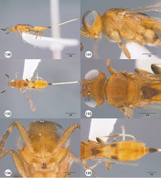 Figures 130–135. Calliscelio granulatus sp. n., female, holotype (OSUC 534599). 130 Lateral habitus 131 Head and mesosoma, lateral view 132 Dorsal habitus 133 Head and mesosoma, dorsal view 134 Head, anterior view 135 Metasoma, dorsal view. Scale bars in millimeters.