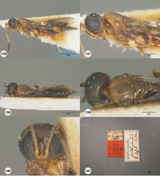 Figures 136–141. Calliscelio laticinctus Ashmead, female, syntype (USNMENT01059105). 136 Lateral habitus 137 Head and mesosoma, lateral view 138 Dorsal habitus 139 Head and mesosoma, dorsal view 140 Head, anterior view 141 Specimen labels. Scale bars in millimeters.