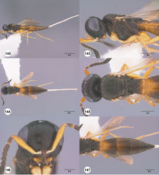 Figures 142–147. Calliscelio latifrons sp. n., female, holotype (OSUC 323077). 142 Lateral habitus 143 Head and mesosoma, lateral view 144 Dorsal habitus 145 Head and mesosoma, dorsal view 146 Head, anterior view 147 Metasoma, dorsal view. Scale bars in millimeters.