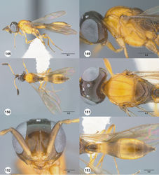 Figures 148–153. Calliscelio levis sp. n., female, holotype (OSUC 553454). 148 Lateral habitus 149 Head and mesosoma, lateral view 150 Dorsal habitus 151 Head and mesosoma, dorsal view 152 Head, anterior view 153 Metasoma, dorsal view. Scale bars in millimeters.