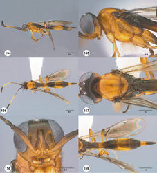 Figures 154–159. Calliscelio longius sp. n., female, holotype (OSUC 374730). 154 Lateral habitus 155 Head and mesosoma, lateral view 156 Dorsal habitus 157 Head and mesosoma, dorsal view 158 Head, anterior view 159 Metasoma, dorsal view. Scale bars in millimeters.