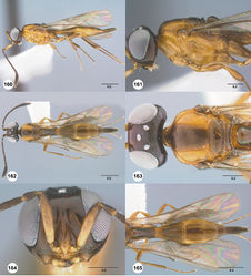 Figures 160–165. Calliscelio magnificus sp. n., female, holotype (OSUC 458272). 160 Lateral habitus 161 Head and mesosoma, lateral view 162 Dorsal habitus 163 Head and mesosoma, dorsal view 164 Head, anterior view 165 Metasoma, dorsal view. Scale bars in millimeters.