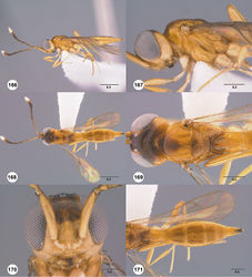 Figures 166–171. Calliscelio migma sp. n., female, holotype (OSUC 380181). 166 Lateral habitus 167 Head and mesosoma, lateral view 168 Dorsal habitus 169 Head and mesosoma, dorsal view 170 Head, anterior view 171 Metasoma, dorsal view. Scale bars in millimeters.