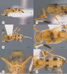 Figures 172–177. Calliscelio minutia sp. n., female, holotype (OSUC 433847). 172 Lateral habitus 173 Head and mesosoma, lateral view 174 Dorsal habitus 175 Head and mesosoma, dorsal view 176 Head, anterior view 177 Metasoma, dorsal view. Scale bars in millimeters.