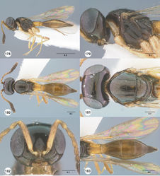 Figures 178–183. Calliscelio paraglaber sp. n., female, holotype (OSUC 532684). 178 Lateral habitus 179 Head and mesosoma, lateral view 180 Dorsal habitus 181 Head and mesosoma, dorsal view 182 Head, anterior view 183 Metasoma, dorsal view. Scale bars in millimeters.