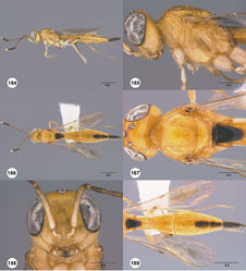 Figures 184–189. Calliscelio pararemigio sp. n., female, holotype (OSUC 458239). 184 Lateral habitus 185 Head and mesosoma, lateral view 186 Dorsal habitus 187 Head and mesosoma, dorsal view 188 Head, anterior view 189 Metasoma, dorsal view. Scale bars in millimeters.