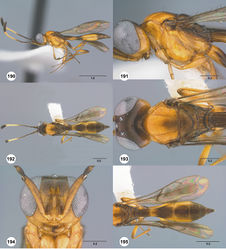 Figures 190–195. Calliscelio prolixus sp. n., female, holotype (OSUC 557587). 190 Lateral habitus 191 Head and mesosoma, lateral view 192 Dorsal habitus 193 Head and mesosoma, dorsal view 194 Head, anterior view 195 Metasoma, dorsal view. Scale bars in millimeters.