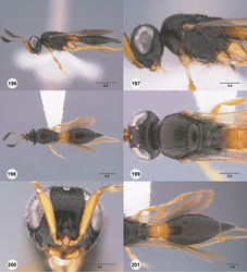 Figures 196–201. Calliscelio punctatifrons sp. n., female, holotype (OSUC 191124). 196 Lateral habitus 197 Head and mesosoma, lateral view 198 Dorsal habitus 199 Head and mesosoma, dorsal view 200 Head, anterior view 201 Metasoma, dorsal view. Scale bars in millimeters.