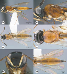 Figures 202–207. Calliscelio remigio sp. n., female, holotype (OSUC 458296). 202 Lateral habitus 203 Head and mesosoma, lateral view 204 Dorsal habitus 205 Head and mesosoma, dorsal view 206 Head, anterior view 207 Metasoma, dorsal view. Scale bars in millimeters.