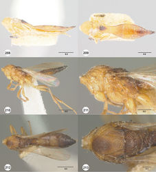 Figures 208–213. 208–209 Acolus rubriclavus Ashmead, female, holotype (USNMENT00989042). 208 Mesosoma and metasoma, lateral view 209 Mesosoma and metasoma, dorsal view 211–213 Anteris nigriceps Ashmead, male, syntype (USNMENT00989028). 210 Mesosoma and metasoma, lateral view 211 Mesosoma, lateral view 212 Mesosoma and metasoma, dorsal view 213 Mesosoma, dorsal view. Scale bars in millimeters.