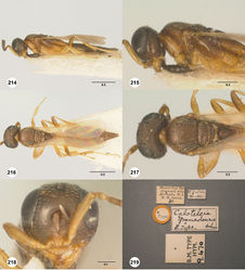 Figures 214–219. Caloteleia grenadensis Ashmead, female, holotype (B.M. TYPE HYM. 9.470). 214 Lateral habitus 215 Head and mesosoma, lateral view 216 Dorsal habitus 217 Head and mesosoma, dorsal view 218 Head, anterior view 219 Specimen labels. Scale bars in millimeters.