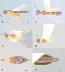 Figures 220–225. 220–221 Caloteleia marlattii Ashmead, male, lectotype (USNMENT00989024). 220 Lateral habitus 221 Dorsal habitus 222–225 Macroteleia ruskini Girault, female, holotype (USNMENT00989079) 222 Mesosoma and metasoma, lateral view 223 Mesosoma and metasoma, dorsal view 224 Metasoma, dorsal view 225 Metasoma, ventral view. Scale bars in millimeters.