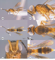 Figures 226–231. Calliscelio ruga sp. n., female, holotype (OSUC 553881). 226 Lateral habitus 227 Head and mesosoma, lateral view 228 Dorsal habitus 229 Head and mesosoma, dorsal view 230 Head, anterior view 231 Metasoma, dorsal view. Scale bars in millimeters.