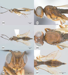 Figures 232–237. Calliscelio rugicoxa sp. n., female, holotype (OSUC 458325). 232 Lateral habitus 233 Head and mesosoma, lateral view 234 Dorsal habitus 235 Head and mesosoma, dorsal view 236 Head, anterior view 237 Metasoma, dorsal view. Scale bars in millimeters.