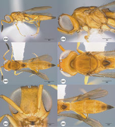 Figures 238–243. Calliscelio sfina sp. n., female, holotype (OSUC 376920). 238 Lateral habitus 239 Head and mesosoma, lateral view 240 Dorsal habitus 241 Head and mesosoma, dorsal view 242 Head, anterior view 243 Metasoma, dorsal view. Scale bars in millimeters.