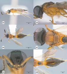 Figures 244–249. Calliscelio storea sp. n., female, holotype (OSUC 546117). 244 Lateral habitus 245 Head and mesosoma, lateral view 246 Dorsal habitus 247 Head and mesosoma, dorsal view 248 Head, anterior view 249 Metasoma, dorsal view. Scale bars in millimeters.