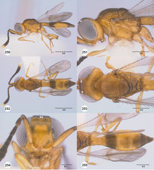 Figures 250–255. Calliscelio suni sp. n., female, holotype (OSUC 182752). 250 Lateral habitus 251 Head and mesosoma, lateral view 252 Dorsal habitus 253 Head and mesosoma, dorsal view 254 Head, anterior view 255 Metasoma, dorsal view. Scale bars in millimeters.