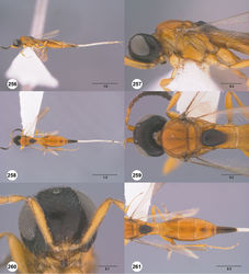 Figures 256–261. Calliscelio telum sp. n., female, holotype (OSUC 276704). 256 Lateral habitus 257 Head and mesosoma, lateral view 258 Dorsal habitus 259 Head and mesosoma, dorsal view 260 Head, anterior view 261 Metasoma, dorsal view. Scale bars in millimeters.