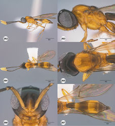 Figures 262–267. Calliscelio torqueo sp. n., female, holotype (OSUC 553598). 262 Lateral habitus 263 Head and mesosoma, lateral view 264 Dorsal habitus 265 Head and mesosoma, dorsal view 266 Head, anterior view 267 Metasoma, dorsal view. Scale bars in millimeters.