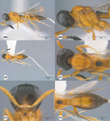 Figures 268–273. Calliscelio virga sp. n., female, holotype (OSUC 534034). 268 Lateral habitus 269 Head and mesosoma, lateral view 270 Dorsal habitus 271 Head and mesosoma, dorsal view 272 Head, anterior view 273 Metasoma, dorsal view. Scale bars in millimeters.