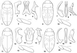 Figures 1–20. Bidessodes species. 1–5 Bidessodes chlorus 1 dorsal habitus, scale = 1 mm 2–4 male genitalia 2 median lobe, right lateral aspect 3 median lobe, ventral aspect 4 right lateral lobe, right lateral aspect 5 left metatrochanter and metafemur, anterior aspect, scale = 0.25 mm 6 Bidessodes erythros 6 dorsal habitus, scale = 1 mm 7–9 male genitalia 7 median lobe, right lateral aspect 8 median lobe, ventral aspect 9 right lateral lobe, right lateral aspect 10 left metatrochanter and metafemur, anterior aspect, scale = 0.25 mm 11 Bidessodes leukus 11 dorsal habitus, scale = 1 mm 12–14 male genitalia 12 median lobe, right lateral aspect 13 median lobe, ventral aspect 14 right lateral lobe, right lateral aspect 15 left metatrochanter and metafemur, anterior aspect, scale = 0.25 mm 16 Bidessodes melas 16 dorsal habitus, scale = 1 mm 17 male genitalia 17 median lobe, right lateral aspect 18 median lobe, ventral aspect 19 right lateral lobe, right lateral aspect 20 left metatrochanter and metafemur, anterior aspect, scale = 0.25 mm.