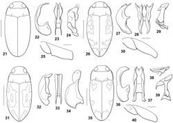 Figures 21–40. Bidessodes species. 21–25 Bidessodes acharistus 21 dorsal habitus, scale = 1 mm 22 male genitalia 22 median lobe, right lateral aspect 23 median lobe, ventral aspect 24 right lateral lobe, right lateral aspect 25 left metatrochanter and metafemur, anterior aspect, scale = 0.25 mm 26–30 Bidessodes charaxinus 26 dorsal habitus, scale = 1 mm 27 male genitalia 27 median lobe, right lateral aspect 28 median lobe, ventral aspect 29 right lateral lobe, right lateral aspect 30 left metatrochanter and metafemur, anterior aspect, scale = 0.25 mm 31–34 Bidessodes demarcoi 31 dorsal habitus, scale = 1 mm 32 male genitalia 32 median lobe, right lateral aspect 33 median lobe, ventral aspect 34 right lateral lobe, right lateral aspect 35–40 Bidessodes elongatus 35 dorsal habitus, scale = 1 mm 36 male genitalia 36 median lobe, right lateral aspect 37 median lobe, ventral aspect 38 apex of right lateral lobe, apical aspect 39 right lateral lobe, right lateral aspect 40 left metatrochanter and metafemur, anterior aspect, scale = 0.25 mm.