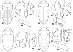 Figures 41–60. Bidessodes species. 41–45 Bidessodes evanidus 41 dorsal habitus, scale = 1 mm 42 male genitalia 42 median lobe, right lateral aspect 43 median lobe, ventral aspect 44 right lateral lobe, right lateral aspect 45 left metatrochanter and metafemur, anterior aspect, scale = 0.25 mm 46–50 Bidessodes franki 46 dorsal habitus, scale = 1 mm 47 male genitalia 47 median lobe, right lateral 6spect 48 median lobe, ventral aspect 49 right lateral lobe, right lateral aspect 50 left metatrochanter and metafemur, anterior aspect, scale = 0.25 mm 51–54 Bidessodes hamadae 51 dorsal habitus, scale = 1 mm 52 male genitalia 52 median lobe, right lateral aspect 53 median lobe, ventral aspect 54 right lateral lobe, right lateral aspect 55–60 Bidessodes hygrobius 55 dorsal habitus, scale = 1 mm 56 male genitalia 56 median lobe, right lateral aspect 57 median lobe, ventral aspect 58 right lateral lobe apex, apical aspect 59 right lateral lobe, right lateral aspect 60 left metatrochanter and metafemur, anterior aspect, scale = 0.25 mm.