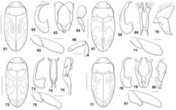 Figures 61–81. Bidessodes species. 61–66 Bidessodes jucundus 61 dorsal habitus, scale = 1 mm 62 male genitalia 62 median lobe, right lateral aspect 63 median lobe, ventral aspect 64 right lateral lobe, right lateral aspect 65 left metatrochanter and metafemur, anterior aspect, scale = 0.25 mm 66 left mesotrochanter, mesofemur and mesotibia, anterior aspect, scale = 0.25 mm 67–71 Bidessodes knischi 67 dorsal habitus, scale = 1 mm 68 male genitalia 68 median lobe, right lateral aspect 69 median lobe, ventral aspect 70 right lateral lobe, right lateral aspect 71 left metatrochanter and metafemur, anterior aspect, scale = 0.25 mm 72–76 Bidessodes nessimiani 72 dorsal habitus, scale = 1 mm 73 male genitalia 73 median lobe, right lateral aspect 74 median lobe, ventral aspect 75 right lateral lobe, right lateral aspect 76 left metatrochanter and metafemur, anterior aspect, scale = 0.25 mm 77–81 Bidessodes obscuripennis 77 dorsal habitus, scale = 1 mm 78 male genitalia 78 median lobe, right lateral aspect 79 median lobe, ventral aspect 80 right lateral lobe, right lateral aspect 81 left metatrochanter and metafemur, anterior aspect, scale = 0.25 mm.