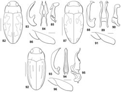 Figures 82–96. Bidessodes species. 82–86 Bidessodes semistriatus 82 dorsal habitus, scale = 1 mm 83 male genitalia 83 median lobe, right lateral aspect 84 median lobe, ventral aspect 85 right lateral lobe, right lateral aspect 86 left metatrochanter and metafemur, anterior aspect, scale = 0.25 mm 87–91 Bidessodes subsignatus 87 dorsal habitus, scale = 1 mm 88 male genitalia 88 median lobe, right lateral aspect 89 median lobe, ventral aspect 90 right lateral lobe, right lateral aspect 91 left metatrochanter and metafemur, anterior aspect, scale = 0.25 mm 92–96 Bidessodes zimmermanni 92 dorsal habitus, scale = 1 mm 93 male genitalia 93 median lobe, right lateral aspect 94 median lobe, ventral aspect 95 right lateral lobe, right lateral aspect 96 left metatrochanter and metafemur, anterior aspect, scale = 0.25 mm.