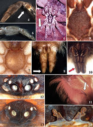 Figures 4–14. Aviculariinae characters. 4 Ephebopus murinus, palp with paddle of urticating setae type V (arrow) on prolateral side 5–6 Heteroscodra sp. 5 black marks (arrow) on dorsal tibiae, metatarsi and tarsi 6 tibia IV incrassate 7 Typhochlaena curumim, sternum as long as wide 8 Typhoclaena seladonia, posterior lateral spinnerets with domed article (arrow) 9–10 Avicularia merianae sp. n. 9 sternum longer than wide 10 posterior lateral spinnerets with digitiform distal article (arrow) 11 Psalmopoeus sp., stridulatory setae forming a lyra (arrow) on prolateral maxilla 12 Tapinauchenius sp., straight anterior row of eyes 13 Avicularia avicularia, anterior row of eyes strongly procurve 14 Iridopelma hirsutum, spermathecae.