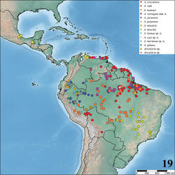 Figure 19. Map showing records of Avicularia Lamarck, 1818 species in Central and South America.