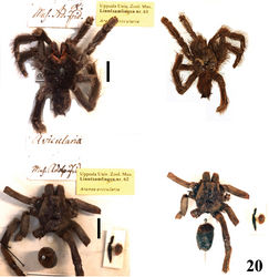 Figure 20. Avicularia avicularia (Linnaeus, 1758), types from Uppsala Collection (UUZM). Above, lectotype female (UUZM 61), below paralectotype (UUZM 62). Photo: Mats Eriksson, published with UUZM permission.