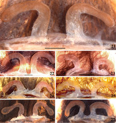 Figures 21–27. Avicularia avicularia (Linnaeus, 1758), spermathecae variation. 21 morphotype 1, Altamira, state of Pará, Brazil (MNRJ 13995) 22 morphotype 2, UHE Tucuruí, state of Pará, Brazil (IBSP 4885) 23 morphotype 3, Puerto Cabello, state of Carabobo, Venezuela (MNHN–AR 4883) 24 morphotype 4, Cuenca Rio Los Amigos, department of Madre de Dios, Peru (UA 0042/2006) 25 morphotype 5, Yucumo, department of Beni, Bolivia (MNRJ 06919) 26 morphotype 6, Paramaribo, district of Paramaribo, Suriname (AMNH Su59) 27 morphotype 7, Juruti, state of Pará, Brazil (MPEG 15640). Scale bars = 1 mm.