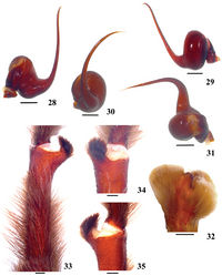 Figures 28–35. Avicularia avicularia (Linnaeus, 1758), male (MNRJ 13659A). 28–31 right palpal bulb (mirrored) 28 prolateral 29 retrolateral 30 frontal 31 dorsal 32 right cymbium, dorsal view (mirrored) 33–35 right tibial apophysis of leg I (mirrored) 33 prolateral 34 ventral 35 retrolateral. Scale bars = 1 mm.