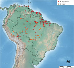 Figure 50. Map showing records of Avicularia avicularia (Linnaeus, 1758) and Avicularia rufa Schiapelli & Gerschman, 1945.