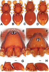 Figure 7. Ablemma malacca sp. n., male holotype (A–B, E, G) and female paratype (C–D, F, H). A–D, G–H habitus E–F prosoma. A, C dorsal B, D ventral E–F anterior G–H lateral. Scale bars: 0.10 mm.