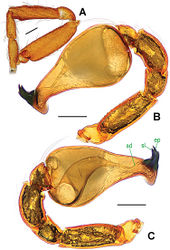 Figure 8. Ablemma malacca sp. n., male holotype. A left leg I, retrolateral B left palp, retrolateral C ditto, prolateral. Abbreviations: ep = embolic part of apes of palpal organ; sd = spermatic duct; sl = subterminal lamella. Scale bars: 0.10 mm.