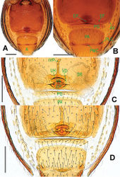 Figure 9. Ablemma malacca sp. n., female paratype. A opisthosoma B genital area (untreated) C cleared vulva (lactic acid-treated) D ditto. A–B, D ventral C dorsal. Abbreviations: A = anal plate; AV = anterior ventrolateral plate; EF = epigynal fold; EP = epigynal pit; IVP = inner vulval plate; LH = lateral horn; PA = preanal plate; PG = postgenital plate; PLC = posterolateral corner of PA; PMC = posteromedial corner of PA; SR = seminal receptaculum; VD = vulval duct; VS = vulval stem. Scale bars: 0.10 mm.