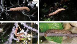 Figures 9. a–d Larvae of Abagrotis benjamini a–c in situ, Aquinnah, MA, 2016 (P. Goldstein) d Dartmouth, MA, 2012. (M. Nelson).